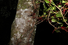 Benthamina alyxifolia