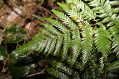 Parapolystichum microsorum