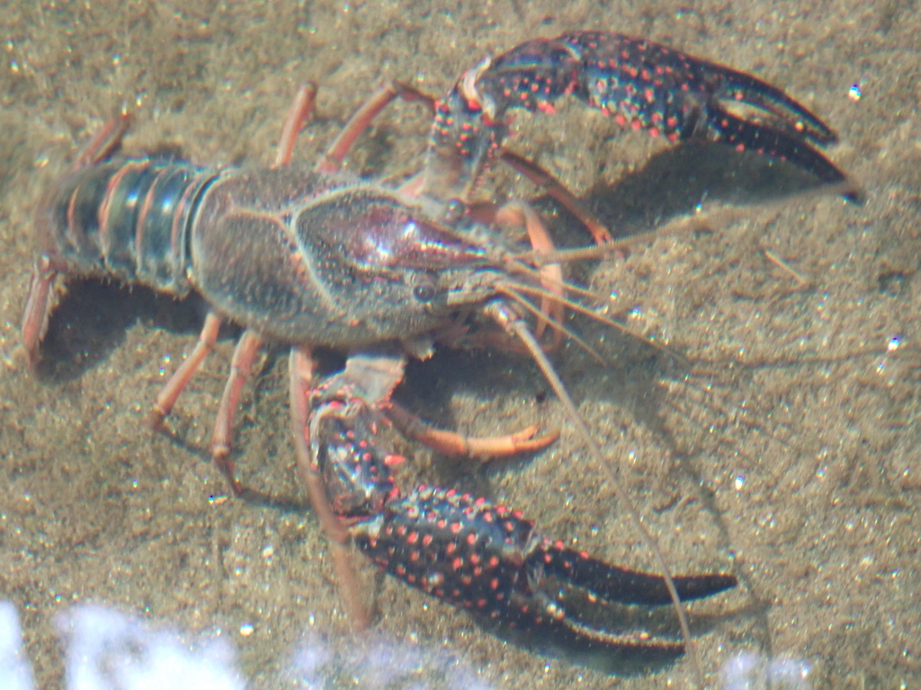 Procambarus