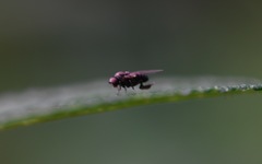 Lindneromyia dorsalis