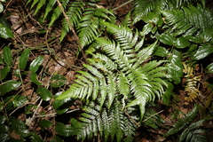 Parapolystichum microsorum