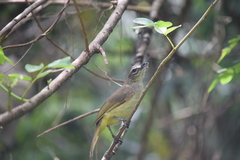 Iole indica