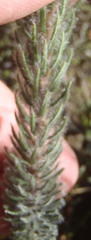 Phylica meyeri