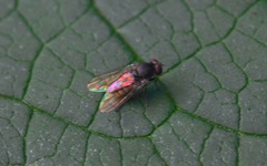 Lindneromyia dorsalis