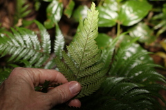 Parapolystichum microsorum