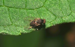 Lindneromyia dorsalis