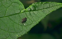 Lindneromyia dorsalis