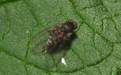 Lindneromyia dorsalis