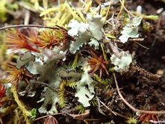 Xanthoparmelia substrigosa