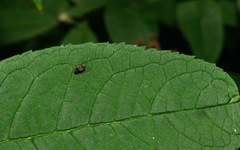 Lindneromyia dorsalis
