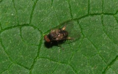 Lindneromyia dorsalis