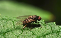 Lindneromyia dorsalis