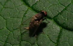Lindneromyia dorsalis