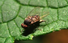 Lindneromyia dorsalis