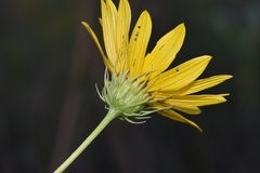 Helianthus salicifolius