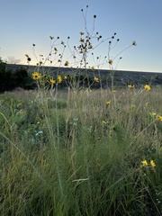 Helianthus salicifolius