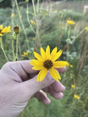 Helianthus salicifolius