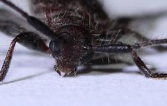 Exocentrus echinulus echinulus