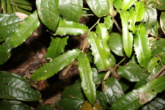 Wilkiea macrophylla