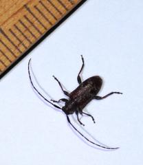 Exocentrus echinulus echinulus