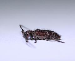 Exocentrus echinulus echinulus