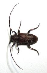 Exocentrus echinulus echinulus