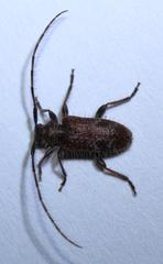 Exocentrus echinulus echinulus