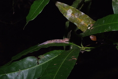 Bavayia sauvagii