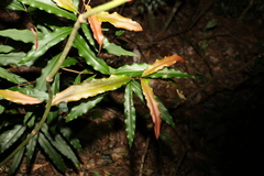 Syzygium ingens