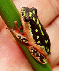 Hyperolius marmoratus marmoratus