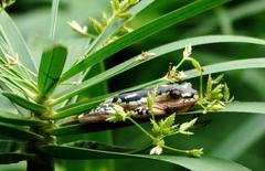 Hyperolius marmoratus marmoratus