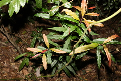 Syzygium ingens