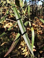 Dodonaea truncatiales