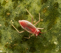 Hesperolabops gelastops