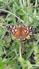 Vanessa altissima