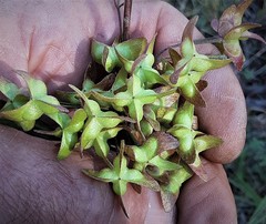 Dodonaea truncatiales