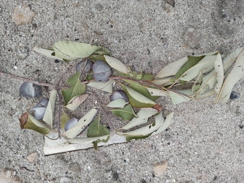 Combretum collinum (Combretum collinum)