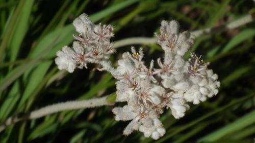 Lanaria lanata (Lanaria lanata)