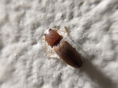 Horistonotus