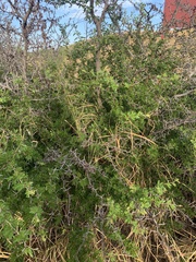 Vachellia rigidula