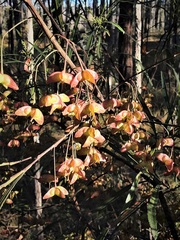 Dodonaea truncatiales