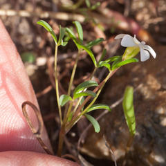 Oxalis pusilla