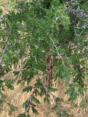Vachellia rigidula