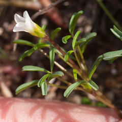 Oxalis pusilla