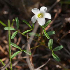 Oxalis pusilla