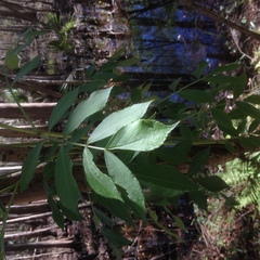 Aralia spinosa