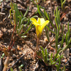 Oxalis flava flava