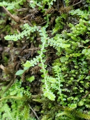 Selaginella apoda