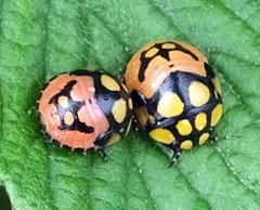 Steganocerus multipunctatus