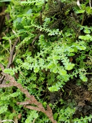 Selaginella apoda